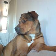 Blanding af racer Freja