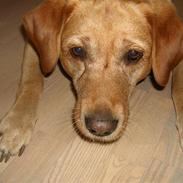 Labrador retriever Miko