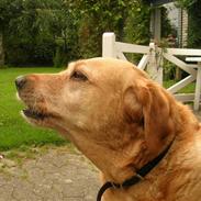 Labrador retriever Miko