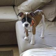 Blanding af racer Dina