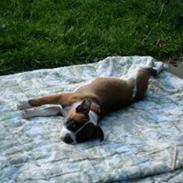 Blanding af racer Dina