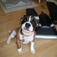 Blanding af racer Dina