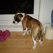 Blanding af racer Dina