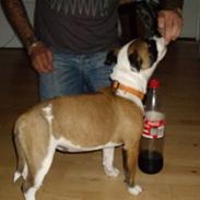 Blanding af racer Dina