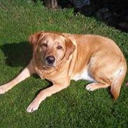 Labrador retriever Miko