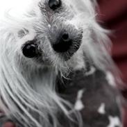 Chinese crested hårløs Fushee Dee (Hyper)