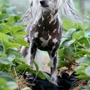 Chinese crested hårløs Fushee Dee (Hyper)