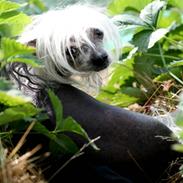 Chinese crested hårløs Fushee Dee (Hyper)