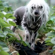 Chinese crested hårløs Fushee Dee (Hyper)
