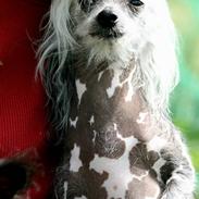 Chinese crested hårløs Fushee Dee (Hyper)