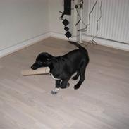 Blanding af racer Zara