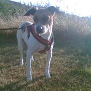 Dansk svensk gaardhund Jessie