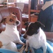 Dansk svensk gaardhund Jessie