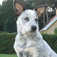 Australsk cattledog Aisia