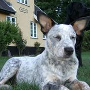 Australsk cattledog Aisia