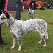 Australsk cattledog Aisia