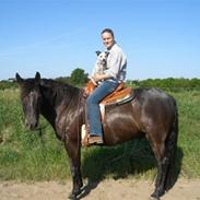 Australsk cattledog Aisia