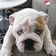 Engelsk bulldog Ozzy Clausen