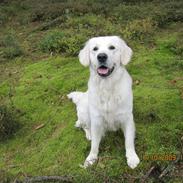 Golden retriever Kenzo