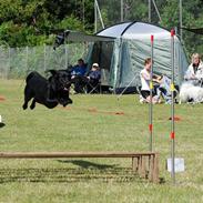 Labrador retriever (Formel 1) Blackie