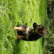 Schæferhund Hvolbæks Jamie