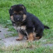 Schæferhund Hvolbæks Jamie