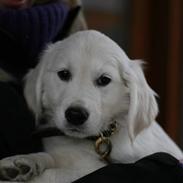 Golden retriever Kenzo