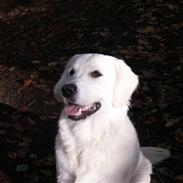 Golden retriever Kenzo