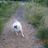 Golden retriever Kenzo