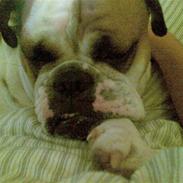 Engelsk bulldog Nala