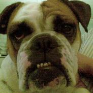 Engelsk bulldog Nala