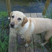 Labrador retriever Scully R.I.P