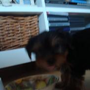 Yorkshire terrier carlo