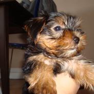Yorkshire terrier carlo