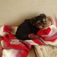 Yorkshire terrier carlo