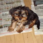 Yorkshire terrier carlo