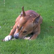 Blanding af racer john