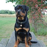 Rottweiler Xinka`s Calvin (Simba)