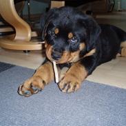 Rottweiler Xinka`s Calvin (Simba)