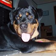 Rottweiler Xinka`s Calvin (Simba)