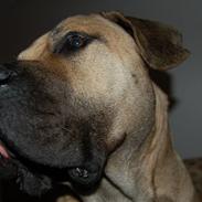 Dogo canario cani