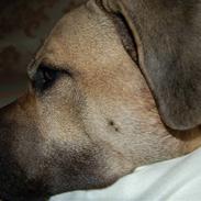 Dogo canario cani
