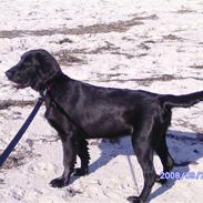 Flat coated retriever Mira