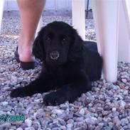 Flat coated retriever Mira