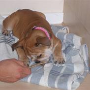 Engelsk bulldog Choppy