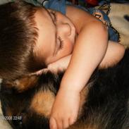 Schæferhund Hvolbæks Jamie