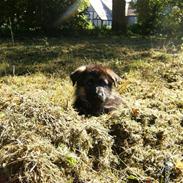 Schæferhund Hvolbæks Jamie