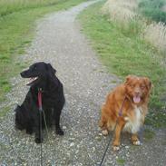 Nova scotia duck tolling retriever Gandalf (2003-2010)