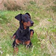 Dobermann go on 4ever Bono