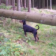 Dobermann go on 4ever Bono